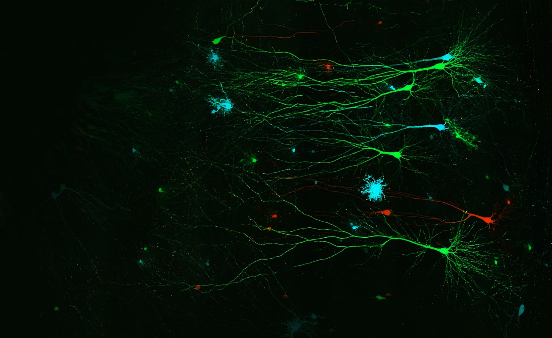 Scion Team Page Image